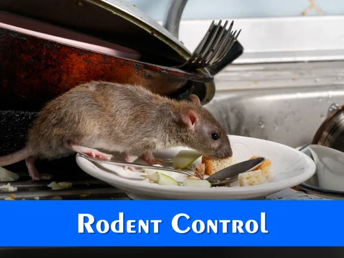 Rodent Control - Professional Pest Control Service in India