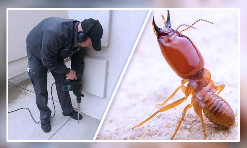 Termite Control - Professional Pest Control Service in India